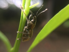 Naupactus femoratus