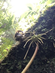 Polygonatum arisanense