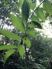 Polygonatum arisanense