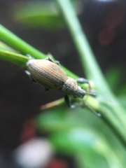 Naupactus femoratus