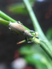 Naupactus femoratus