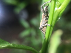 Naupactus femoratus