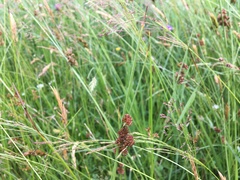 Juncus conglomeratus
