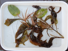 Potamogeton amplifolius