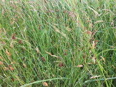 Juncus conglomeratus
