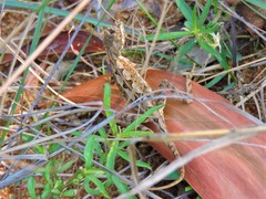 Sitana ponticeriana