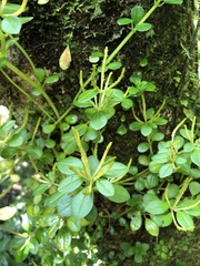 Peperomia rubrivenosa