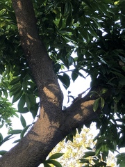 Cocculus laurifolius