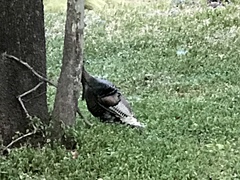 Meleagris gallopavo mexicana