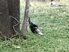 Meleagris gallopavo mexicana