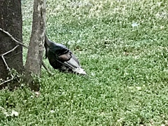 Meleagris gallopavo mexicana