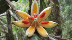 Clusiaceae