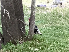 Meleagris gallopavo mexicana