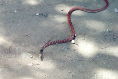 Masticophis flagellum piceus