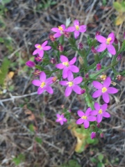 Centaurium erythraea