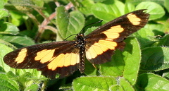 Acraea cabira