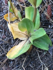 Centaurium erythraea