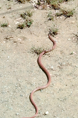 Masticophis flagellum piceus