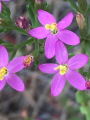 Centaurium erythraea