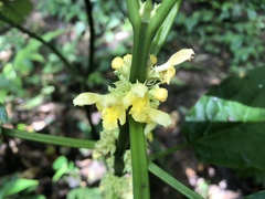 Paraphlomis javanica