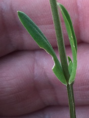 Centaurium erythraea