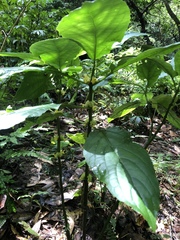 Paraphlomis javanica