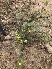 Camissoniopsis lewisii