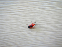 Coccobaphes frontifer