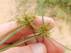 Cyperus retroflexus