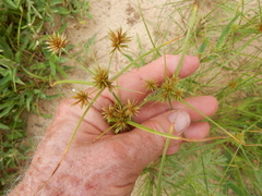 Cyperus retroflexus