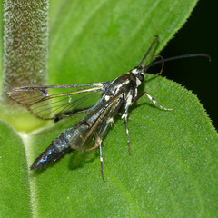 Synanthedon pictipes