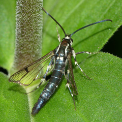 Synanthedon pictipes