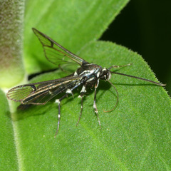 Synanthedon pictipes