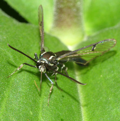 Synanthedon pictipes