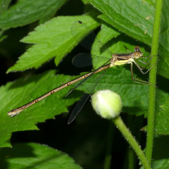 Lestes rectangularis