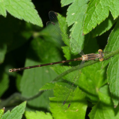 Lestes rectangularis