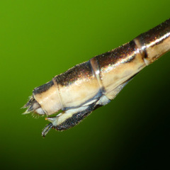 Lestes rectangularis