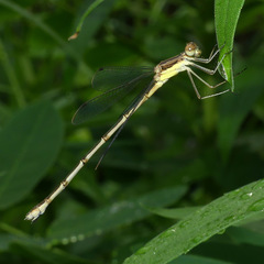 Lestes rectangularis