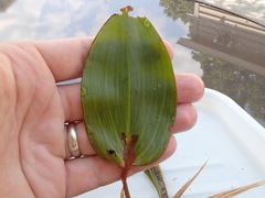 Potamogeton amplifolius
