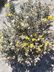 Senecio mairetianus