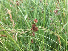 Juncus conglomeratus