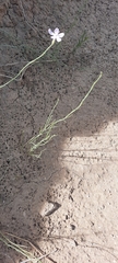 Lygodesmia juncea
