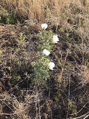 Argemone pleiacantha