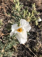 Argemone pleiacantha