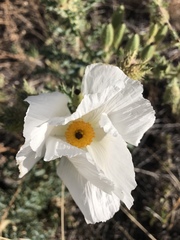 Argemone pleiacantha