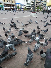 Columba livia domestica