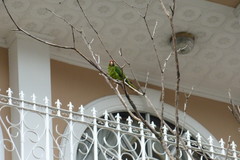Psittacara finschi