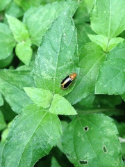 Cyclotrypema furcata
