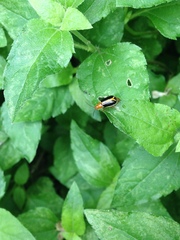 Cyclotrypema furcata
