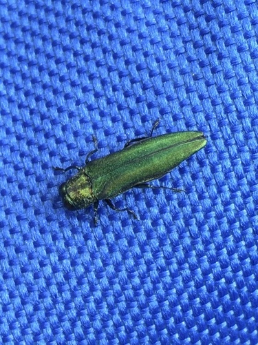 Emerald Ash Borer